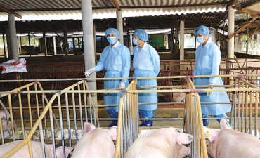 Cải tiến an toàn sinh học trước các rủi ro mới