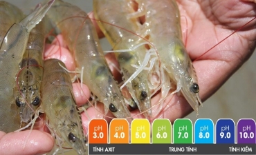 Tôm dưới áp lực từ pH