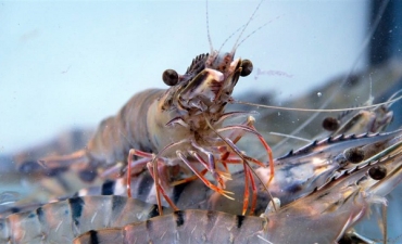 Nhiều cơ hội “bật dậy” cho con tôm Bạc Liêu