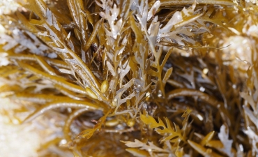 Nghiên cứu chế biến và sử dụng rong mơ làm thức ăn chăn nuôi