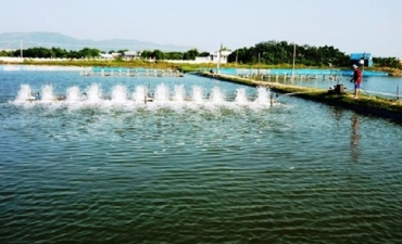 Nguồn gốc chất thải hữu cơ và tác hại trong ao nuôi tôm