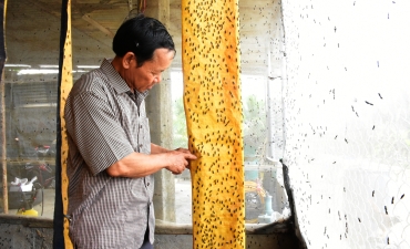 Nuôi ruồi để chăn nuôi sạch