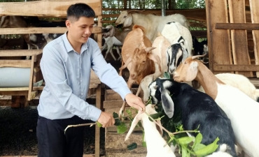 Giá dê tăng cao, nông dân ĐBSCL mạnh dạn tái đàn