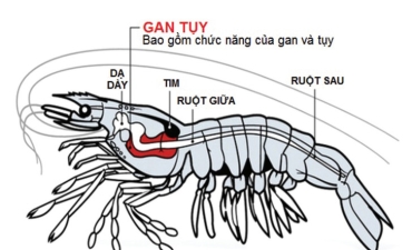 Tăng cường chức năng gan cho tôm