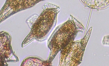 Thừa Thiên - Huế: Xuất hiện tảo độc gây hại nuôi trồng thủy sản