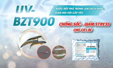 Giải pháp nâng cao tỷ lệ sống giai đoạn đầu thả giống trên cá lóc