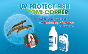 Bệnh thối hầu - mủ đầu trên cá lóc