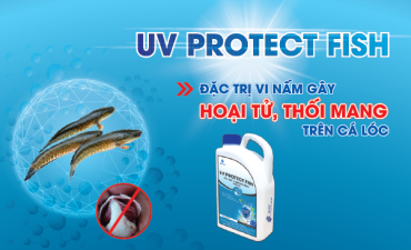 Bệnh thối mang trên cá lóc