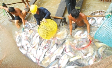 Giá cá tra tăng lại... đâm lo