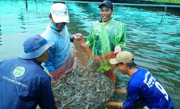 Cận cảnh thu hoạch tôm nuôi theo mô hình công nghệ cao
