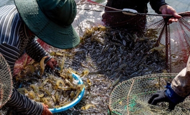 Nông dân khấp khởi mùa vụ mới