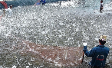 Niềm vui trúng mùa được giá