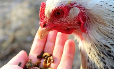 Tiềm năng sử dụng côn trùng làm thức ăn chăn nuôi