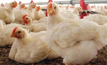 Phòng trị bệnh thương hàn ở gà