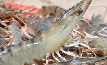 Mối quan hệ của Phân trắng, EHP và Hoại tử gan tụy cấp tính