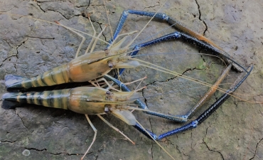 Khả năng kháng virus WSSV của tôm càng xanh là do đâu?