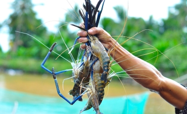 Việt Nam phấn đấu giá trị xuất khẩu tôm càng xanh đạt 100 triệu USD