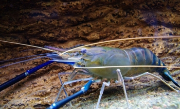 Tại sao tôm càng xanh chưa thể sánh được với tôm thẻ và tôm sú?