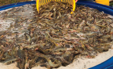 Tăng trưởng tôm Việt và Ecuador: Câu chuyện không tưởng có thật!