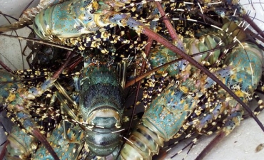 Giá tôm hùm tụt thê thảm, thương lái chỉ mua theo kiểu 