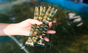 Toàn cảnh thị trường thủy sản 6 tháng đầu năm 2020