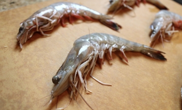 H2S - “sát thủ” nơi đáy ao tôm