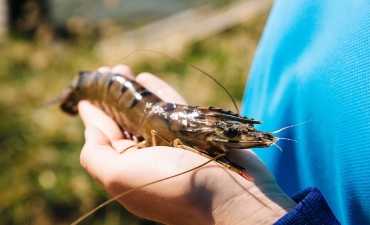 Probiotic nào phù hợp cho tôm sú?
