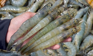 Giá tăng trở lại, nghề nuôi tôm ở ĐBSCL bắt đầu khởi sắc