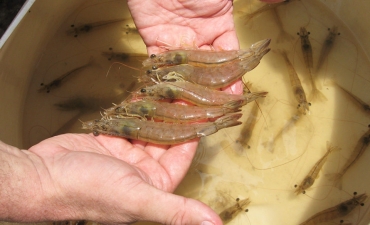 Bổ sung luân trùng để hạn chế stress cho tôm thẻ