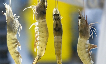 Tôm nhiễm gregarine mùa nắng nóng