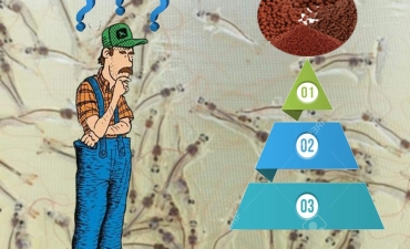 Tôm thẻ: Cho ăn tiết kiệm mà năng suất!