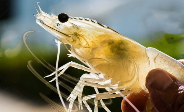 Các phản ứng miễn dịch của tôm thẻ khi nhiệt độ thay đổi đột ngột