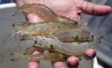 Lên men thức ăn cho tôm thẻ chân trắng