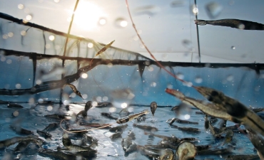 Chuyện giấc mơ tôm miền Tây