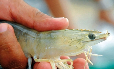 Kiểm soát bệnh do Vibrio bằng hỗn hợp acid hữu cơ trên tôm thẻ