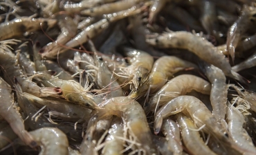 Hưởng thuế 0%, tôm Việt hạ đối thủ tại châu Âu