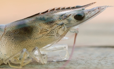 Vaccine trên tôm: Từ vô lý đến hy vọng!