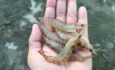 Kích thích phản ứng miễn dịch của tôm thẻ bằng nấm men