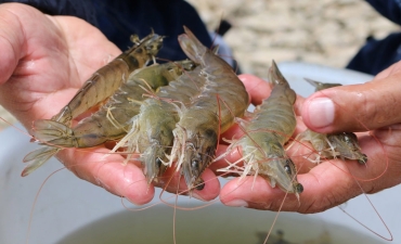 Có sự “thống trị chuyên chế” ở tôm thẻ chân trắng!