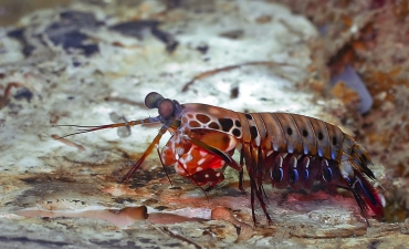 6 đột phá công nghệ lấy cảm hứng từ tự nhiên