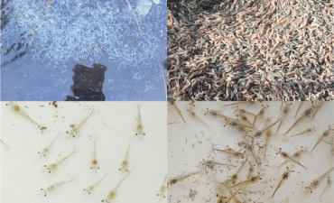 Quy Trình Phòng Và Trị Bệnh TPD và EMS Trên Tôm