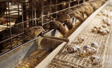 Hiệu quả kinh tế từ mô hình nuôi chim cút thương phẩm