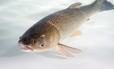 Tác động của Lipid đến chức năng miễn dịch ruột của cá trắm cỏ