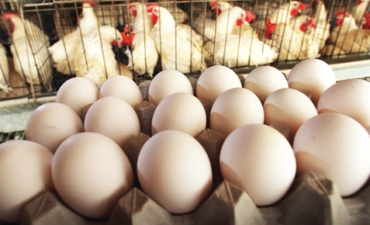 Gia trại sản xuất trứng an toàn