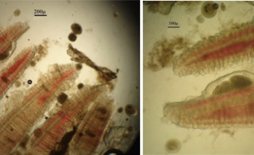 Thay thế green malachite trong điều trị trùng quả dưa