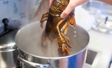 Tổng thống Trump tìm cách cứu ngành tôm hùm Mỹ