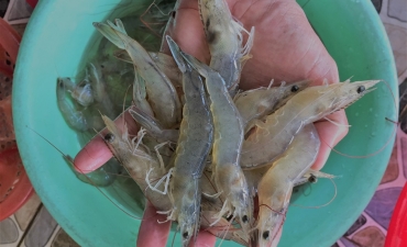 Hạn chế stress trên tôm