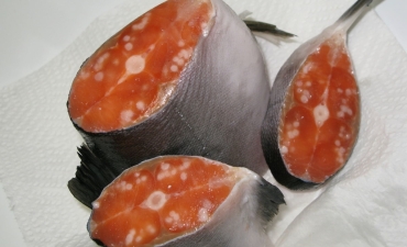 Sáu loài ký sinh trùng cực kỳ nguy hiểm trên cá