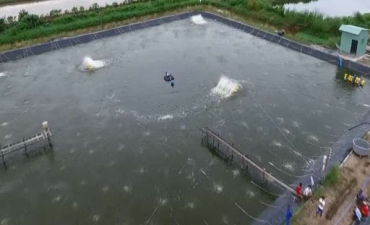 [Video]  Việt Nam sẽ có Trung tâm công nghiệp tôm đầu tiên