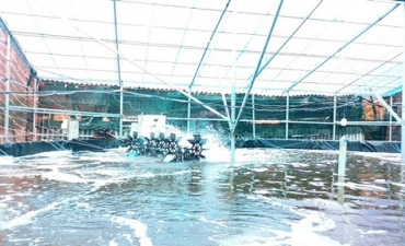 Nuôi tôm trong ao nổi: Bước tiến mới trong nghề nuôi tôm